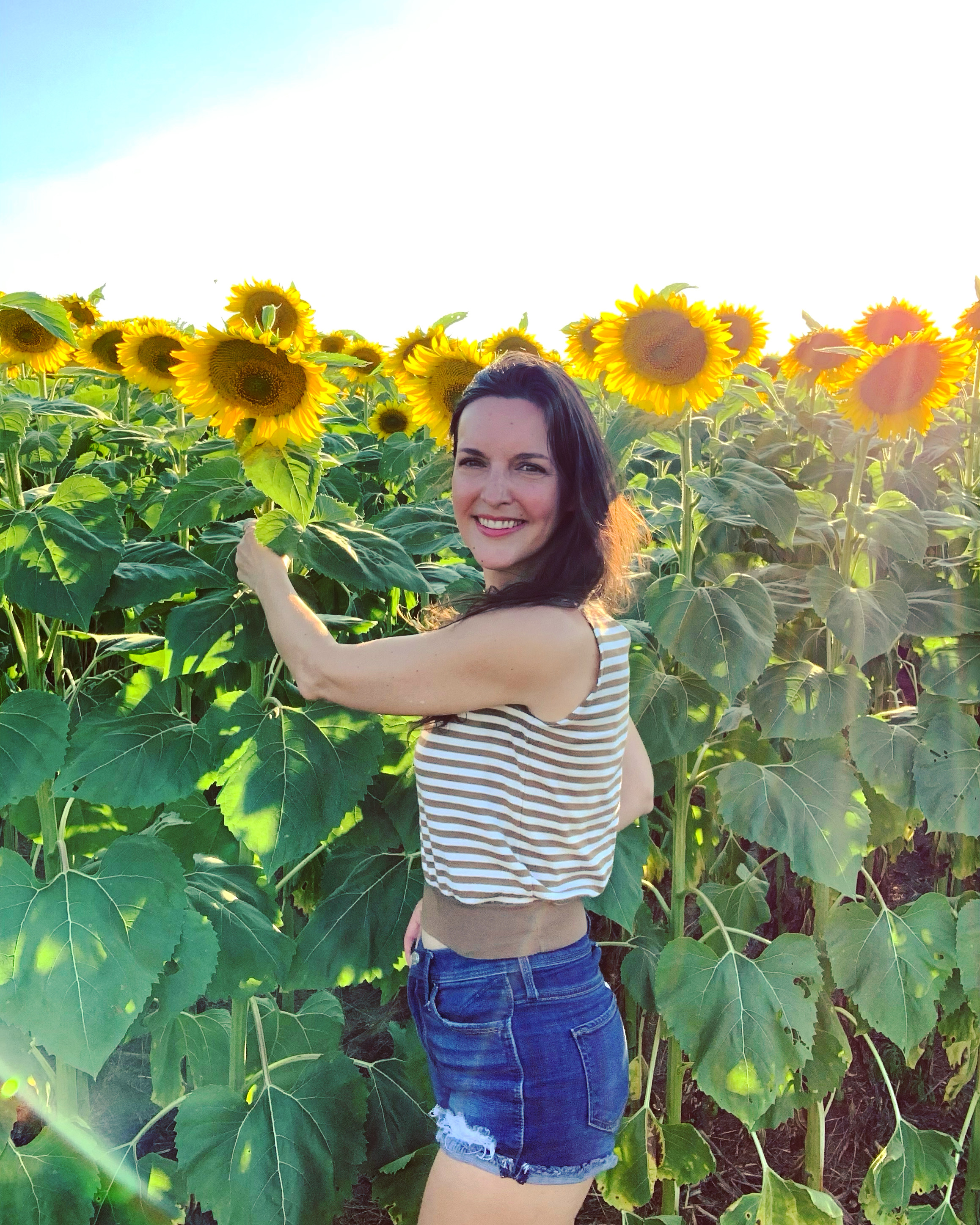 sunflower image
